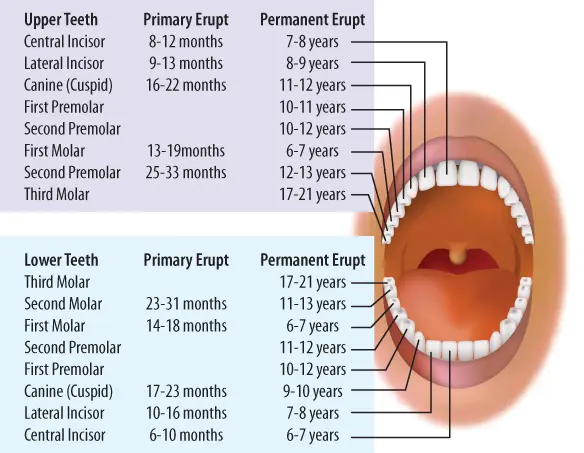 graphic of children's primary teeth | pediatric dentistry park city ut